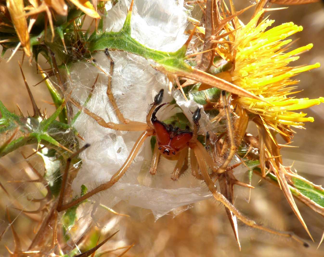 Cheiracanthium punctorium